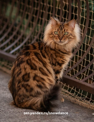 Бенгальская порода кошек выглядит дикой и экзотической, и популярна во всем мире.-4