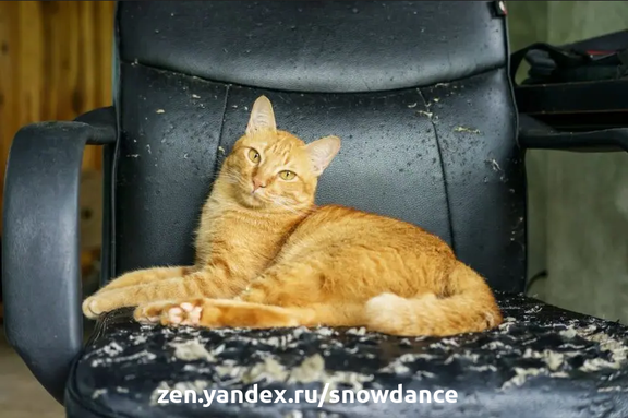 Ободранное кошками кресло