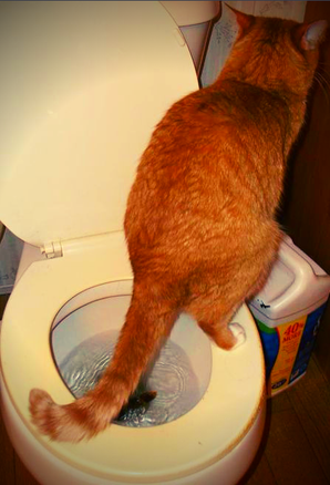 Кот ходит в туалет на унитаз 