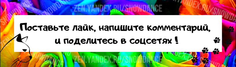 У кошки на морде есть жесткие, довольно длинные и толстые шерстинки. Усы, или вибриссы. Большинство людей ошибочно думают, что усы у кошки такие же, как и их мех, только жёстче и длиннее.-4