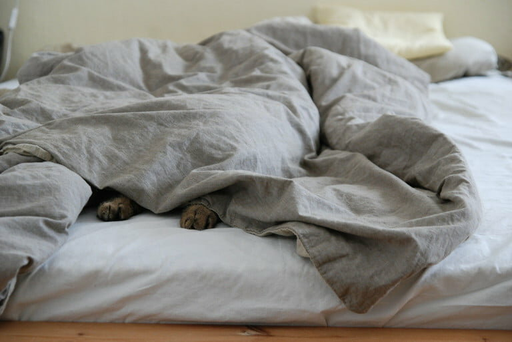 Кошка под одеялом | tvjoern / Pixabay https://clck.ru/WVEg3