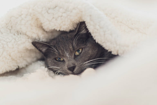Кот под одеялом | Dimhou / Pixabay https://clck.ru/WVEhc