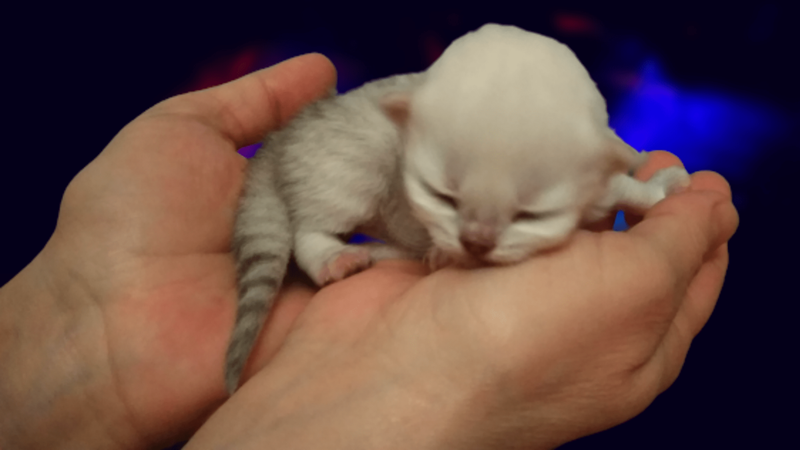 Слепой котенок на руках. Фото автора статьи.