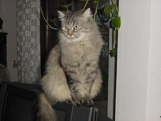 Сибирский кот | Лицензия Commons Автор Cybercop2000 https://clck.ru/WJYXk