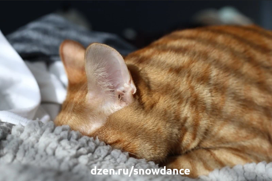 Кошки часто демонстрируют очень странные привычки. Одним из них является "закапывание" головы. Обычно это происходит, когда кошка засовывает голову под одеяло или подушку.-2