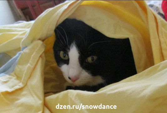 Кошки часто демонстрируют очень странные привычки. Одним из них является "закапывание" головы. Обычно это происходит, когда кошка засовывает голову под одеяло или подушку.-3