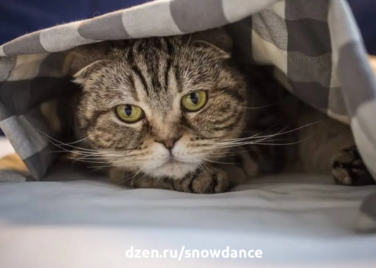 Кошки часто демонстрируют очень странные привычки. Одним из них является "закапывание" головы. Обычно это происходит, когда кошка засовывает голову под одеяло или подушку.-4