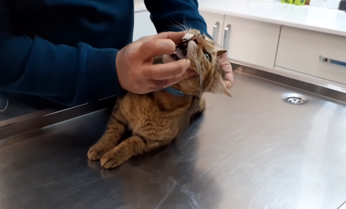 Кот на приеме у ветеринара