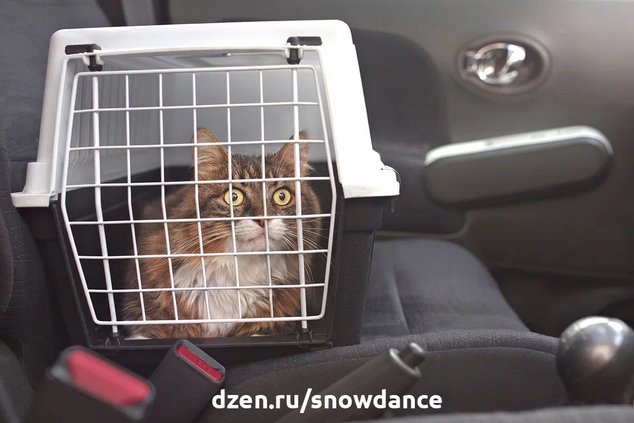 Кошка в машине