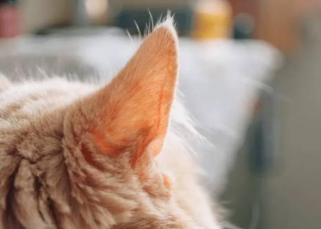 Когда уши кошки чистые и здоровые, на них нет струпьев, шелушащейся кожи или видимого налета. Ушная раковина имеет бледно-розовый цвет.-3