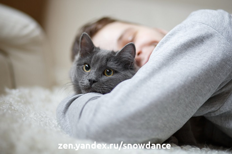 Самая большая проблема заключается в том, что владельцы домашних животных не всегда замечают язык тела кошки.