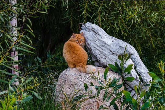 Кот на камне 