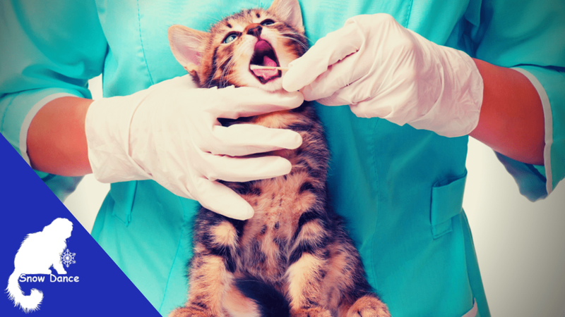 8 признаков того, что нужно СРОЧНО везти кошку к ветеринару!
