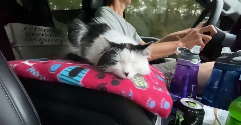 Кошка, комфортно путешествующая в машине