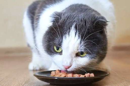 Кошка ест полувлажный корм для кошек