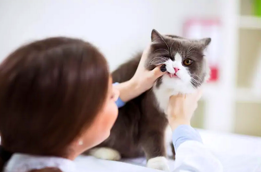 Ветеринар осматривает зубы персидской кошки