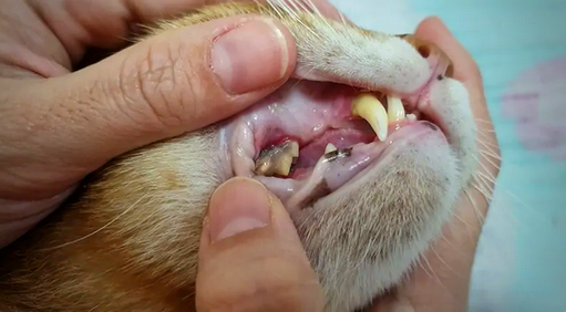 Открывающаяся пасть кошки с заболеванием зубов