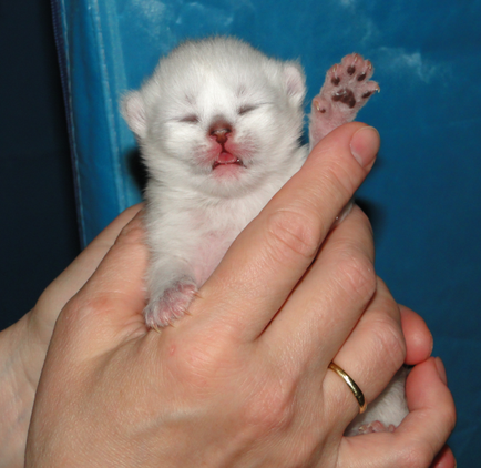 Новорожденный котенок питомника Snow Dance