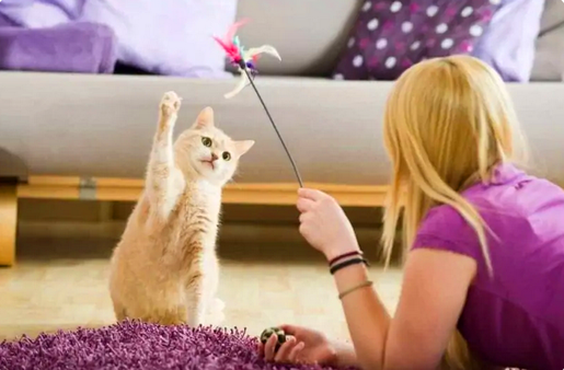 Если вы только что приобрели своего первого котенка, вам наверняка интересно, какие игрушки можно подарить своему новому питомцу, чтобы он не скучал.