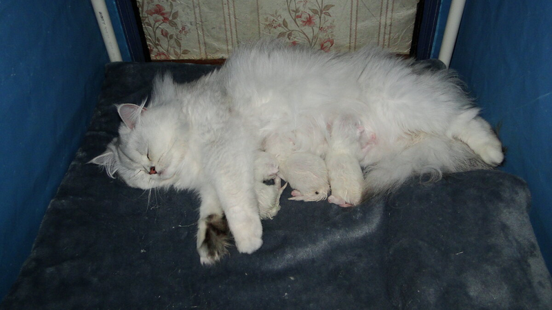 29 апреля рано утром у нас случилось долгожданное событие - Тусенька стала мамочкой троих котяток! Это во она готовится, вечером накануне.  А вот сразу после родов. Устала, малышка...-3