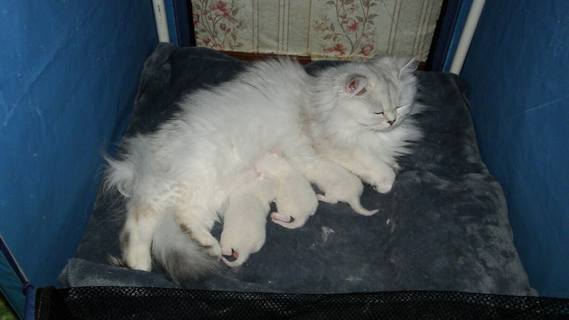 29 апреля рано утром у нас случилось долгожданное событие - Тусенька стала мамочкой троих котяток! Это во она готовится, вечером накануне.  А вот сразу после родов. Устала, малышка...-3-3