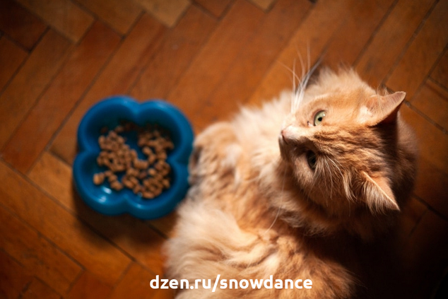 Как узнать, насколько воспитана ваша кошка (или кот)? Есть основные правила воспитанной кошки, живущей в доме. Насколько интеллигентен, воспитан ваш любимец?  1.-4