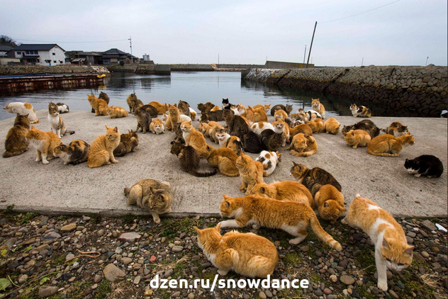 В мире есть место, которое буквально набито кошками... Это крошечный остров Айношима в префектуре Миядзаки, в Японии. История этого места действительно интересна и притягательна.-3