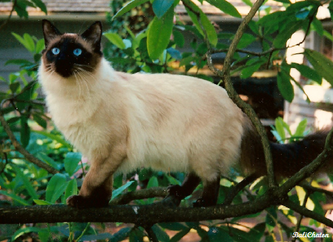 Балинезийская кошка 
Автор фото Mary Desmond Лицензия CC BY-SA 3.0 https://clck.ru/WLkDa