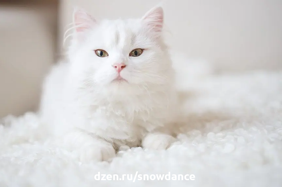Кошки белого окраса вызывали восхищение на протяжении веков. Одни поклонялись им, другие проклинали их. Давайте узнаем их секреты и особенности.-2