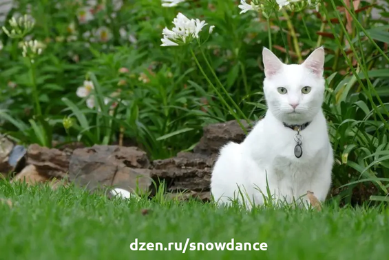 Кошки белого окраса вызывали восхищение на протяжении веков. Одни поклонялись им, другие проклинали их. Давайте узнаем их секреты и особенности.-3