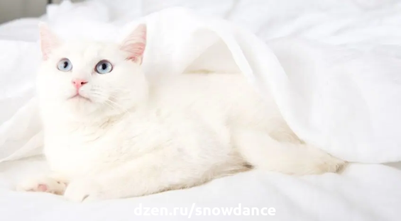 Кошки белого окраса вызывали восхищение на протяжении веков. Одни поклонялись им, другие проклинали их. Давайте узнаем их секреты и особенности.-5