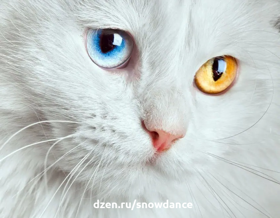 Кошки белого окраса вызывали восхищение на протяжении веков. Одни поклонялись им, другие проклинали их. Давайте узнаем их секреты и особенности.-6