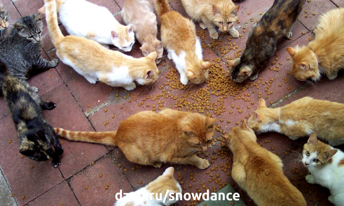 Уличные кошки едят сухой корм