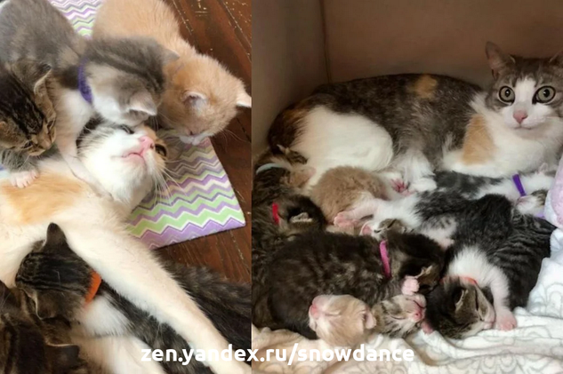 Бродячая кошка приняла чужих котят и начала воспитывать их вместе со своими.