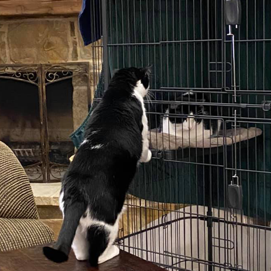 Майло и Микки, два кота, которые могли быть давно потерянными родственниками, вопреки всему воссоединились через четыре года разлуки с одной и той же любящей парой в Техасе.-2