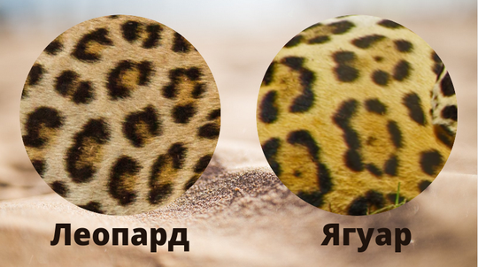 Сравнение розеток леопарда и ягуара