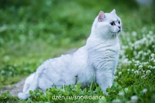 Британская короткошерстная кошка известна своим плюшевым мехом, который бывает самых разных цветов.-2