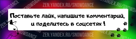 Малышка, брошенная в квартире Кто-то бросил великолепную кошку вместе с другими в квартире. Неизвестно, как долго кошкам пришлось выживать одним. Хуже того, они были все покрыты блохами.-8