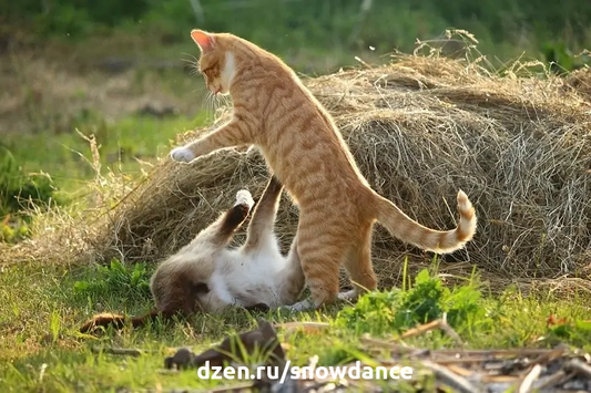 Хотя наличие нескольких кошек может принести вам много часов удовольствия, а им - время для игр, этот сценарий также является идеальным для кошачьей драки.-5