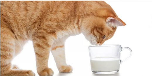 В мультфильмах, таких как "Коты-аристократы", милые кошечки всегда лакают молоко из причудливого блюдца. Ваша кошка наверняка пару раз выпрашивала остатки молока из вашей чашки...-4