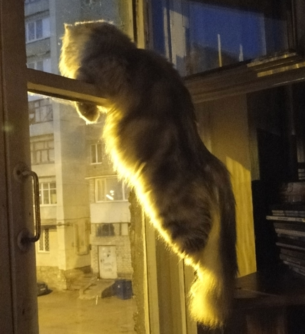 Котику интересно, что творится на улице