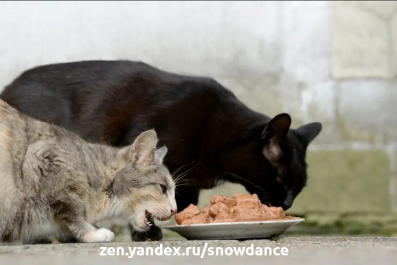 Как правильно кормить кошку - влажным или сухим кормом или, может быть, натуральной пищей? Беззерновые продукты или продукты с добавлением зерновых?-2