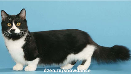Коротколапый манчкин - это новая порода кошек, которая привлекает к себе много внимания.-3