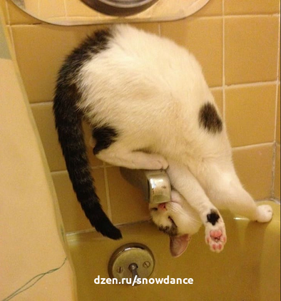 Интернет полон фотографий, доказывающих, что кошки подобны жидкости и могут принимать форму любого сосуда. Что делает кошек гибкими?-3