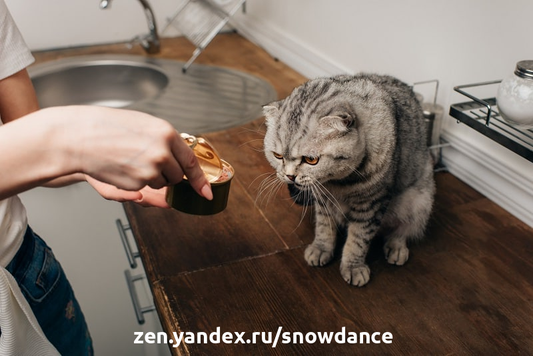 Что делать, если кошка не ест: причины и решения