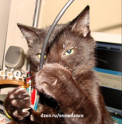 Что можно сделать, чтобы уменьшить риск того, что кошка прокусит кабель?