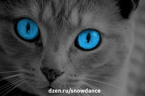 Кошки с голубыми глазами - необычное зрелище, которое всегда вызывает трепет. В чем секрет этого необычного цвета и почему многие люди связывают его с глухотой? Кошки с голубыми глазами - прекрасны!
