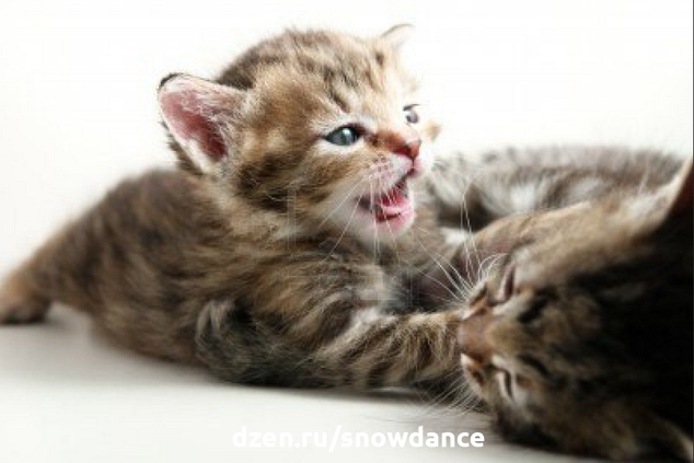 Когда рождаются котята, они представляют собой 60-100 граммовые мокрые комочки, в которых трудно опознать кошек... Кошка обычно рожает четыре - пять котят одновременно, иногда с разницей в полчаса.-4