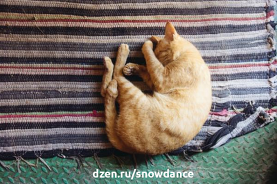 Кошки - чемпионы мира по сну. Они тратят в среднем от 13 до 20 часов на сон или дрему. А в какой позе спит ваша кошка? Позы для сна кошек дают информацию о здоровье и благополучии вашей кошки.-2