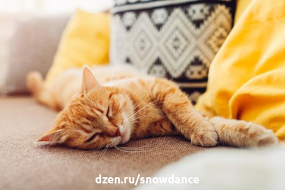 Кошки - чемпионы мира по сну. Они тратят в среднем от 13 до 20 часов на сон или дрему. А в какой позе спит ваша кошка? Позы для сна кошек дают информацию о здоровье и благополучии вашей кошки.-3